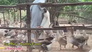 Goose Farming | Amazing Goose Farming Experience | Feeding The Goose Food | Breeding Season