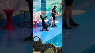 Dolphins show #dubai #dolphin #kids #fun  #seal #animals