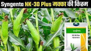 Syngenta NK 30 Plus | Hybrid Corn | makka ki kism