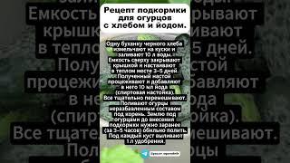 Рецепт подкормки для огурцов с хлебом и йодом. Урожай вас удивит!