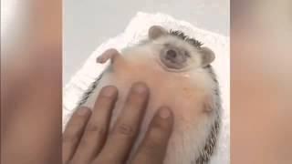 Chubby hedgehog gets belly rub from its incredibly accommodating owner