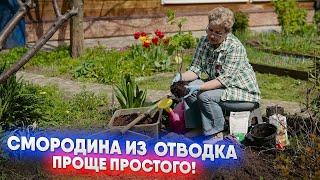 Смородина из  отводка   проще простого!