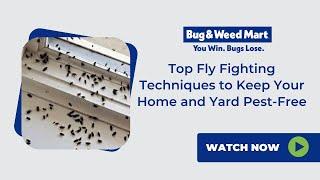 Top Fly Fighting Techniques to Keep Your Home and Yard Pest-Free