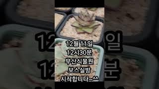 #보스다육 #부산실생 #특이종 #휘기종 오늘12싲30분 달립니다~^^놀러오세요~