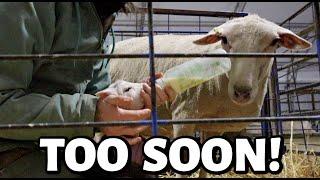 SPRING LAMBING 2024 HAS BEGUN! ...but was it too soon?? | Vlog 774