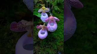 عجائب وغرائب الحيوان الاكثر غموض #shorts #حيوانات #معلومات #animals#الغابة #غرائب #البرية #غموض