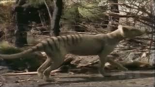 Once Upon Australia [1995] - Thylacine Screen Time