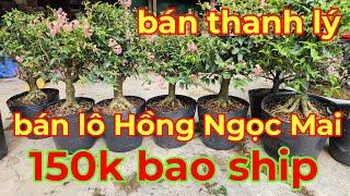 Bán thanh lý lô Hồng Ngọc Mai giá rẻ#0911696579#