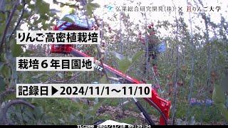 タイムラプス　2024年11月1日～11月10日　りんご高密植栽培　栽培6年目園地　定点観測【弘果総合研究開発株式会社】