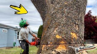 Removing The LARGEST Sycamore Tree I've Ever Climbed!