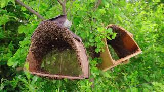 All Day Pest Control | Emergency Pest Control Services