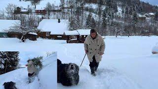 Hard life in the village and preparation for the holidays - Winter  day in the Carpathians 