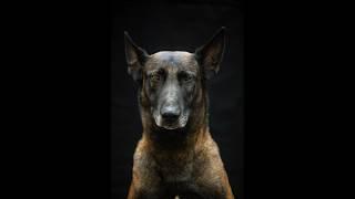 The best of the best. Belgian Malinois Shepherds.