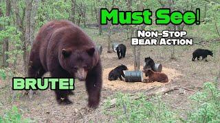 Non-Stop Bear Hunting Action - a Movie (Manitoba)