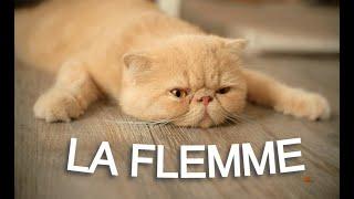 LA FLEMME