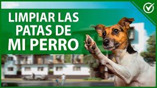  Cómo Limpiar y Desinfectar las Patas de mi Perro al Volver a Casa del Paseo 