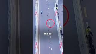 How This Marathon Runner Lost To A Cat