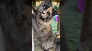 Cat Reveals Her Tortitude Cattitude #tortoiseshellcat