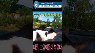 때론 #고양이들의 삶이 부럽다 #무위도식 #천고마비  #cat