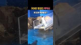 귀여운 펭귄의 흑역사 #동물 #펭귄 #아쿠아리움
