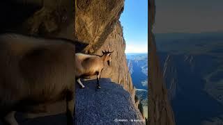 Mountain Goat in a Cave by a Steep Cliff ️ #wildlife #animals #nature