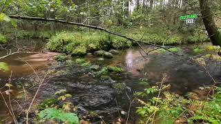 Tranquil Stream Amidst Verdant Forest: A YouTube Video of Serenity