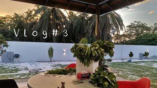 Jocs Lim Vlog #3 小菜园日常 埃及帝王菜 小菜園日常 Garden daily ft.@染染和鸡蛋黄