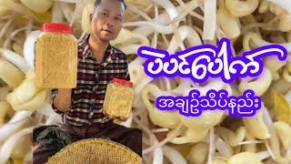ပဲပင်ပေါက်အချဥ်သိပ်နည်း