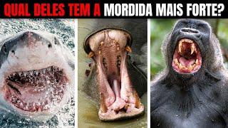 Animais Com As Mordidas Mais Fortes