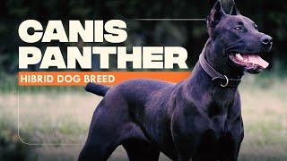 Canis Panther Dog Breed: 10 Amazing Facts You Must Know