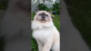 Discover your dream kitten at Meowoff.us