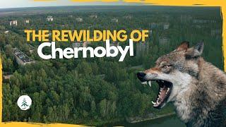 The Extreme Rewilding of Chernobyl: this is what happens when humans leave