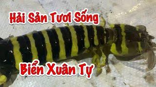 Hải Sản Tươi Sống Giá Sỉ| Sáng Sớm 4g30 tại Biển Xuân Tự| Vạn Ninh Khánh Hoà -Tố Lê Daily