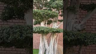 How beautifully carved croton #viral