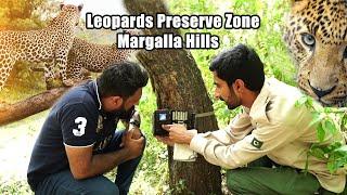 Leopards in Islamabad | Trail 6 Margalla Hills National Park