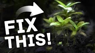 Spot & Stop Nutrient Deficiency in Aquarium Plants – Before It's Too Late!