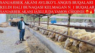 SANJARBEK AKANI JAXLI JUDA YAMON CHIQDI N_1 BUQALAR HALI BUNAQASI KELMAGAN