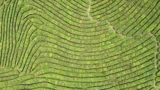 Tea Plantation Matsesta