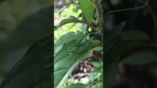 The Activities of double green insects #insects #trending #viral #shorts #shortvideo