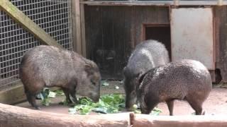 Paignton Zoo Environmental Park (5th July 2015)