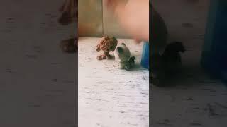 Space song #toyanimal #lps #unicorngirl #funny #toy #funny
