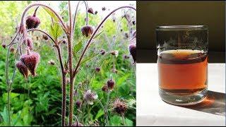 Gravilat is a medicinal tincture for insomnia  with the taste of "Starkey".