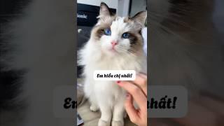 Mèo Của Các Bạn Có Hiểu Các Bạn Không #thúcưng #vậtnuôi #chómèohàihước #funny