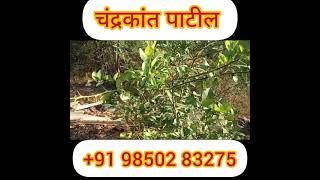sendriy khatacha alela rezalt ani fayde #chandrakantpatil