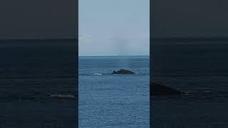 Almost GUARANTEED Whale Sightings in this US Port
