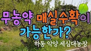 무농약 매실재배가 가능한가?
