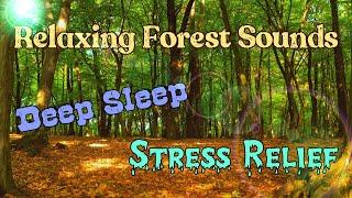 Relaxing Forest Sounds in 4K 60fps HDR | Birds Sounds | Deep Sleep & Stress Relief | Vivek Thumbar