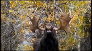 Awesome Bull Moose!