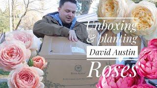 Unboxing and planting David Austin Roses 