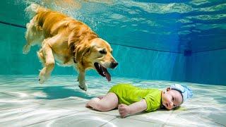 50 Hero Animals That Saved Human Lives  I Best of 2024!